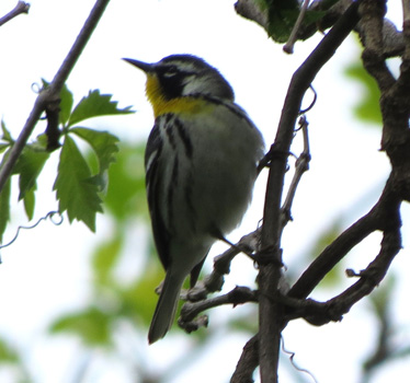Yellow-throated Warbler SM Park4_29_2016